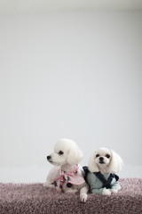 Happy puppies in a photo studio