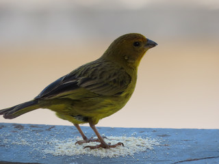 Canary bird. Bird of yellow color. Highlight for the bird