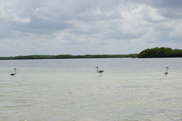 Grey Wild flamingoes in Mexico © Paulina