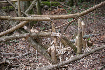 A forest growing in the vicinity of beavers. Tree trunks felled. By beavers. 