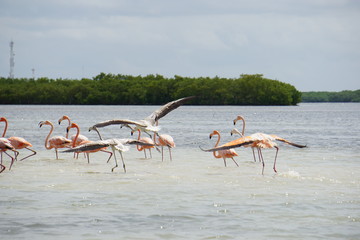 Wild flamingoes in Mexico © Paulina