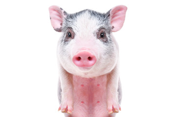 Fototapeta premium Portrait of a cute funny little pig, closeup, isolated on white background