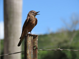 Bird with feature of joy. Blue background. Above a wire fence