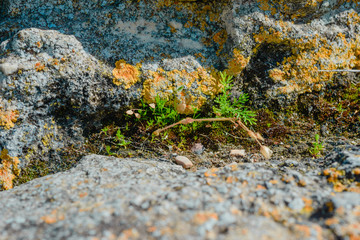 Old ruins- national archaeological park  Chersonesos, Sevastopol