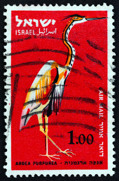 Purple heron, Ardea purpurea (Israel 1963)