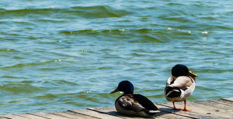 Stockenten auf Bootssteg