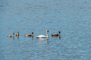 Schwan mit Jungschwänen auf See