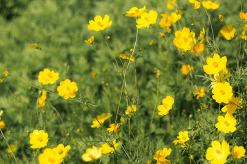 Obraz premium Scenery with cosmos representing autumn . yellow flower blooming in the field, vintage warm tone . free and joyful concept idea background