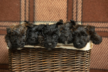 Scottish terrier puppies posing. Cute black doggies or pets playing in the basket. Looks cute. Comfortable. Studio photoshot. Concept of holidays, festive time, winter mood. Negative space.