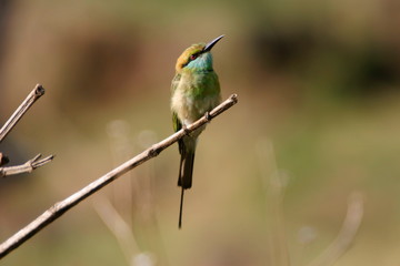 Green Bee-Eater, Merops orientalis, Sinhagad Valley, Western Ghats, Maharashtra, India.
