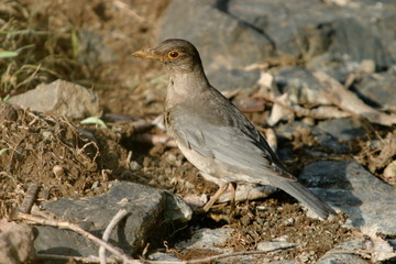Eurasian Blackbird, Turdus merula, Female, Sinhagad Valley, Western Ghats, Maharashtra, India.