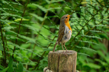 Robin bird at the Apenheul in Apeldoorn in the Netrherlands