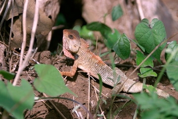 Common Garden Lizard or Bloodsucker, Calotes versicolor, Sinhagad Valley, Western Ghats, Maharashtra, India.
