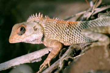 Common Garden Lizard or Bloodsucker, Calotes versicolor, Sinhagad Valley, Western Ghats, Maharashtra, India.