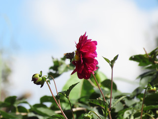 Obraz premium Red branch with several flowers and a butterfly inn
