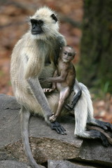Obraz premium Common Langur, Presbytis entellus, Female with young one, Kanha National Park, Madhya Pradesh, India.