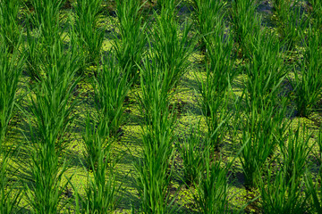 Naklejka na ściany i meble Green rice fields or terraces of Hampi, Karnataka, India.