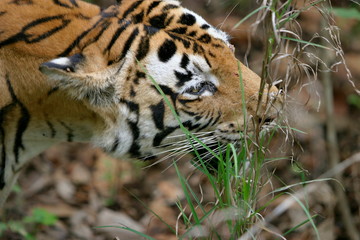 Female Tiger, Panthera tigris, Eating Grass, Kanha National Park, Madhya Pradesh, India