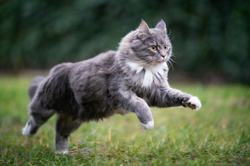 blue tabby maine coon cat running fast on grass outdoors in the back yard looking ahead