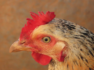 Free-range chicken with beak and eye details