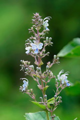 Clerodendrum serratum - Wild flowers found during monsoon in Western Ghats of India