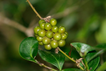 The fruits of Rhynchoglossum abliquum (wild fruits, non-edible) 