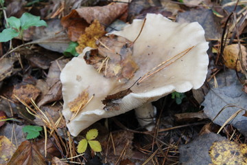 mushrooms in the forest