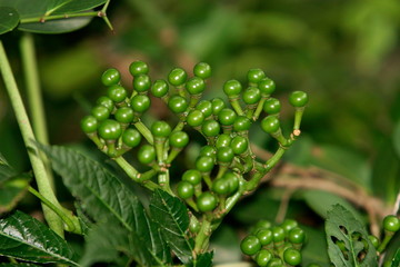 The fruits of Liya Indica (wild fruits, non-edible) 