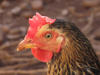 Free-range chicken with beak and eye details