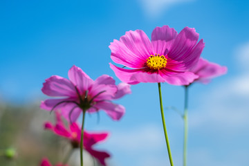 Cosmos sulphureus, Mexican Aster,Beautiful garden landscape, colorful blooming flowers,Pink...