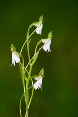 Wild orchid�Habenaria Logicorniculata