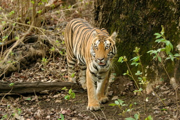 Fototapeta na wymiar Panthera Tigers, Female Tiger - Kanha Tiger reserve, Madhya Pradesh, India