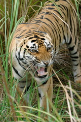 Panthera Tigers, Male Tiger - Kanha Tiger reserve, Madhya Pradesh, India