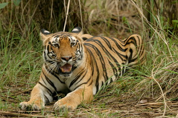 Fototapeta na wymiar Panther Tigers, Female Tiger - Kanha Tiger reserve, Madhya Pradesh, India