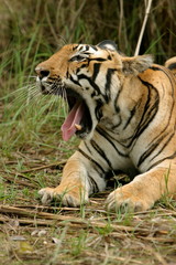 Panthera Tigers, Female Tiger - Kanha Tiger reserve, Madhya Pradesh, India
