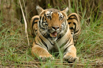 Panthera Tigers, Female Tiger - Kanha Tiger reserve, Madhya Pradesh, India