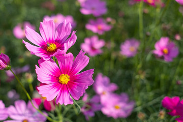 Cosmos sulphureus, Mexican Aster,Beautiful garden landscape, colorful blooming flowers,Pink flower.