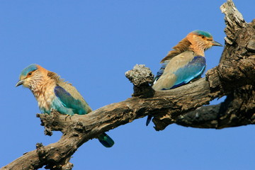 Blue jay or Indian roller, coracias benghalensis, Kanha National Park, Madhya Pradesh, India 