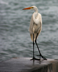 Egret