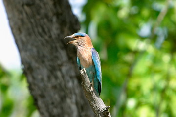 Blue jay or Indian roller, coracias benghalensis, Kanha National Park, Madhya Pradesh, India 