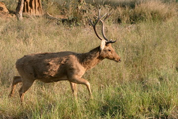 Barasingha, Cervus duvauceli branderi, Kanha National Park, Madhya Pradesh, India 