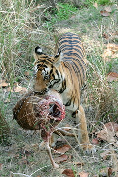 Female tiger, Panthera tigeris, eating spotted dear Kanha National Park, Madhya Pradesh, India 