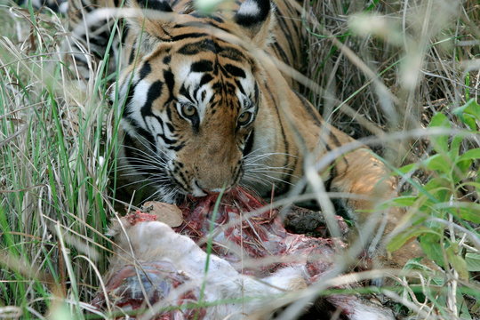 Female tiger, Panthera tigeris, eating spotted dear Kanha National Park, Madhya Pradesh, India 