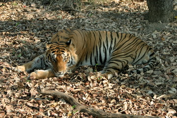 Male tiger, Panthera tigeris, Kanha National Park, Madhya Pradesh, India 