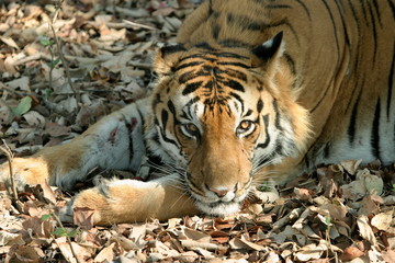 Male tiger, Panthera tigeris, Kanha National Park, Madhya Pradesh, India 