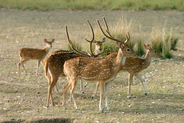 Naklejka na ściany i meble Spotted deer or chital, Axis axis, Kanha National Park, Madhya Pradesh, India 