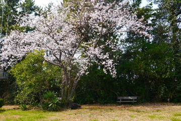 ambiance with blooming cherry tree in spring (sakura) and bench