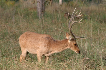 Barasingha, Cervus duvauceli branderi, Kanha National Park, Madhya Pradesh, India 