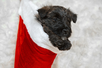 New Year's gift. Scottish terrier puppy in Santa's cap. Cute black doggy or pet playing with Christmas decoration. Looks cute. Studio photoshot. Concept of holidays, festive time, winter mood.
