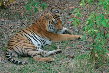 Obraz premium Male tiger, Panthera tigris, Kanha National Park, Madhya Pradesh, India 